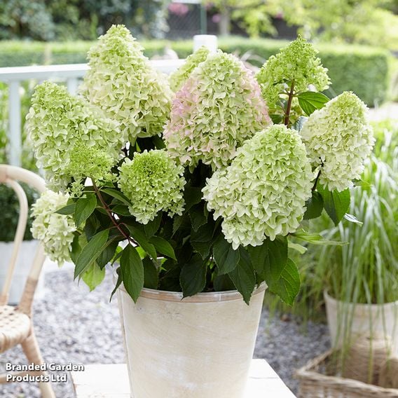 Hydrangea 'Little Fresco'