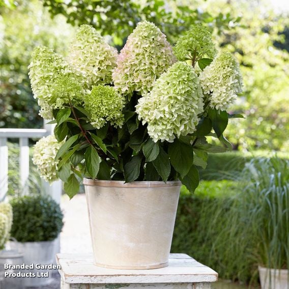 Hydrangea 'Little Fresco'