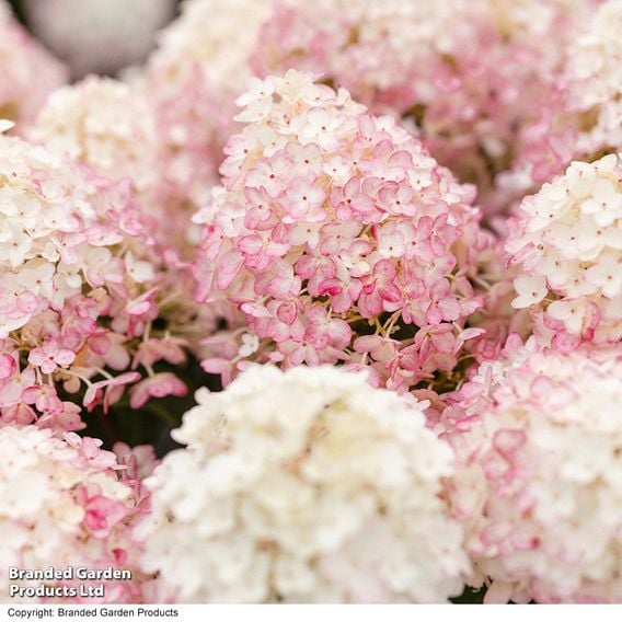 Hydrangea 'Living Little' Duo