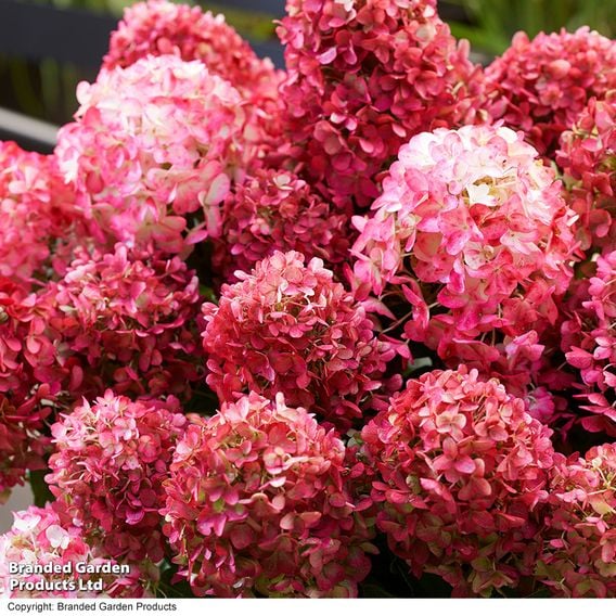 Hydrangea 'Living Little' Duo