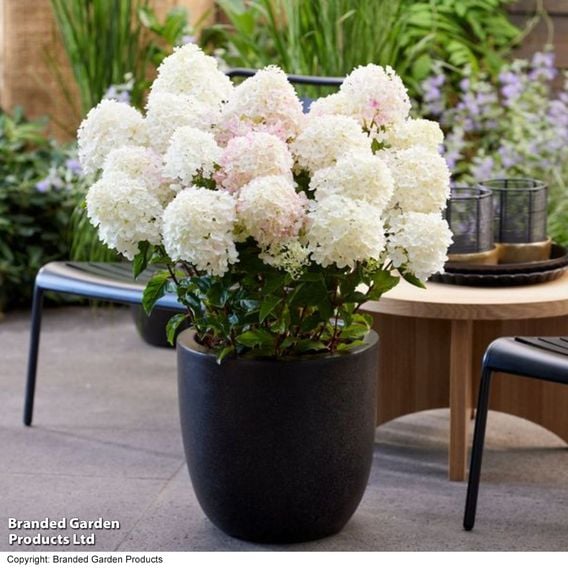 Hydrangea 'Living Little' Duo