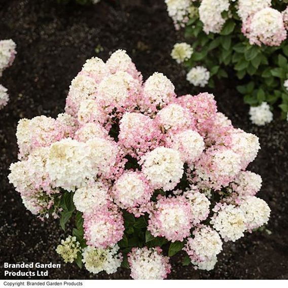 Hydrangea 'Living Little' Duo