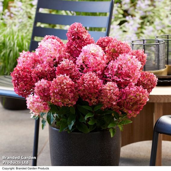 Hydrangea 'Living Little' Duo