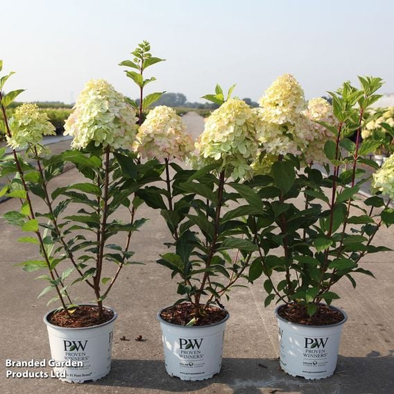 Hydrangea paniculata 'Limelight Prime'