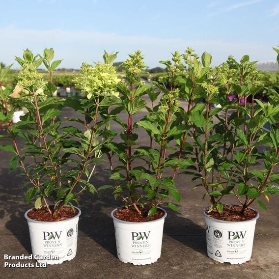 Hydrangea paniculata 'Limelight Prime'