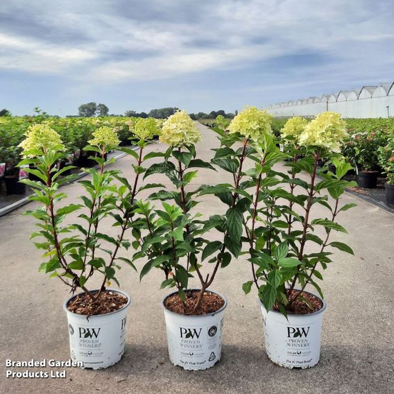 Hydrangea paniculata 'Limelight Prime'