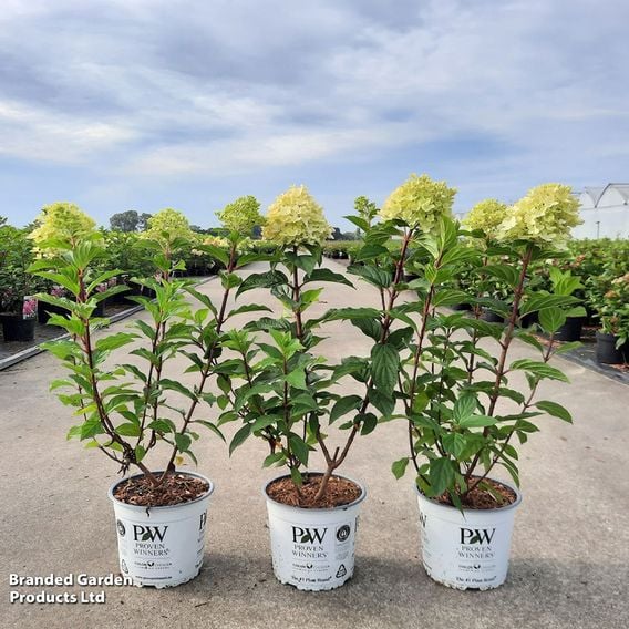 Hydrangea paniculata 'Limelight Prime'