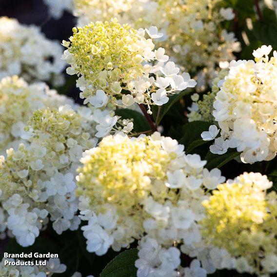 Hydrangea 'Living Little Blossom'