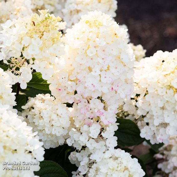 Hydrangea 'Living Little Blossom'