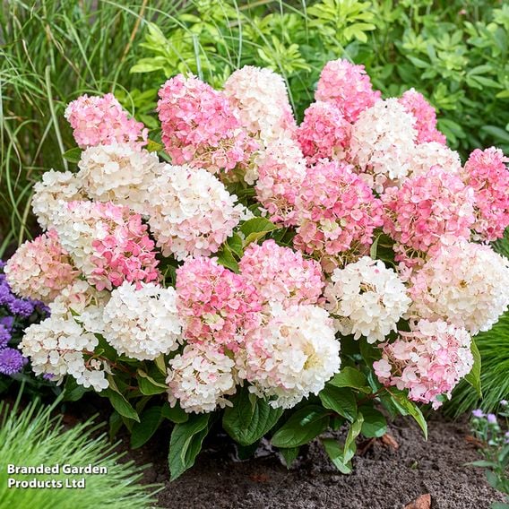 Hydrangea 'Living Little Blossom'