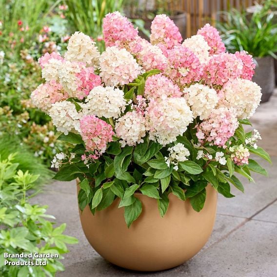 Hydrangea 'Living Little Blossom'