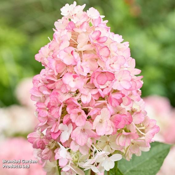 Hydrangea 'Living Little Blossom'
