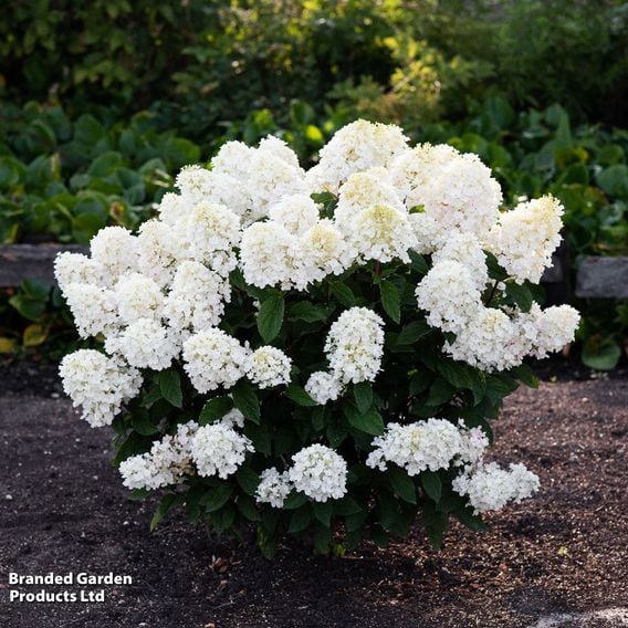 Hydrangea 'Living Little Blossom'