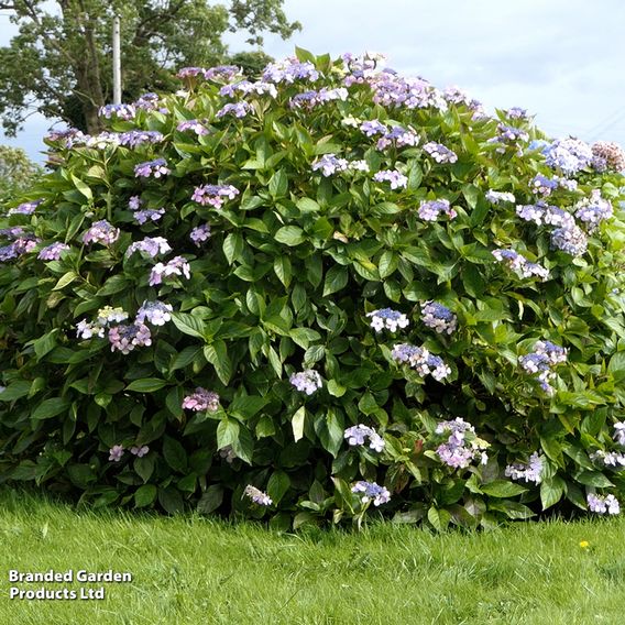 Hydrangea aspera 'Macrophylla'