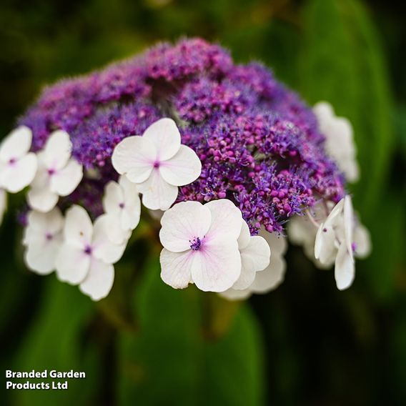 Hydrangea aspera 'Macrophylla'