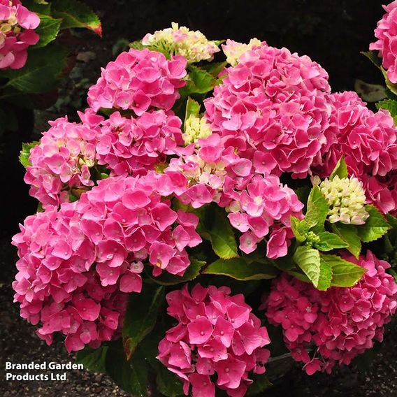 Hydrangea m. 'Xian'®