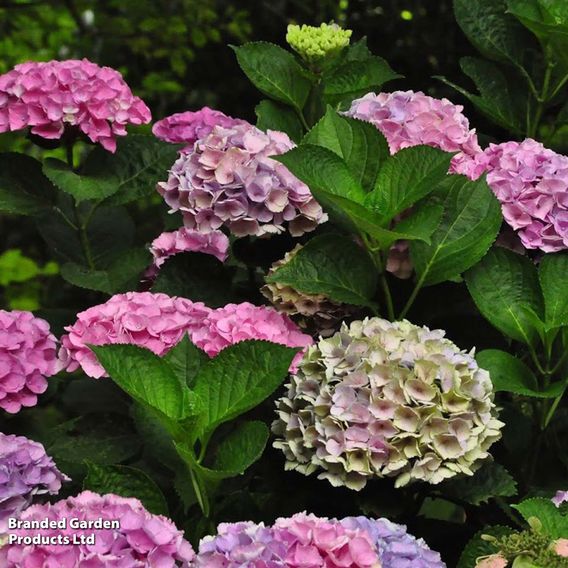 Hydrangea m. 'Xian'®
