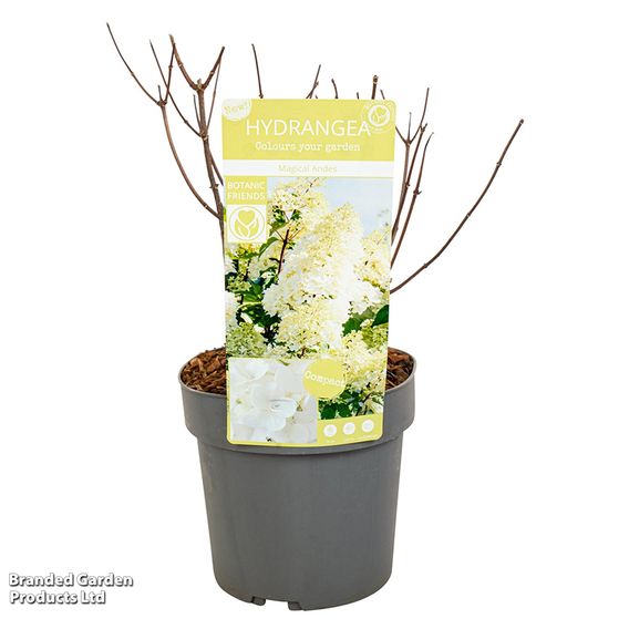 Hydrangea paniculata 'Magical Andes'