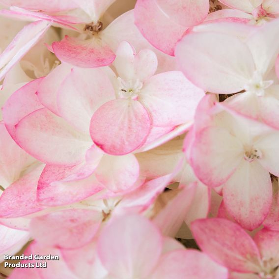 Hydrangea paniculata 'Magical Andes'