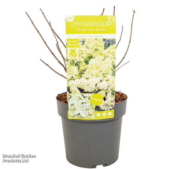 Hydrangea paniculata 'Magical Lime Sparkle'