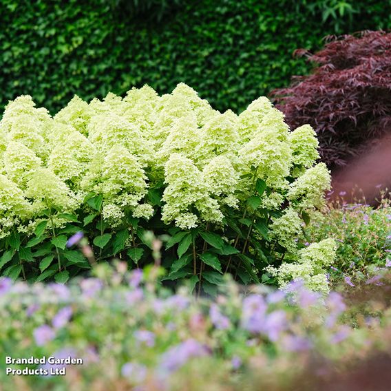 Hydrangea paniculata 'Magical Lime Sparkle'