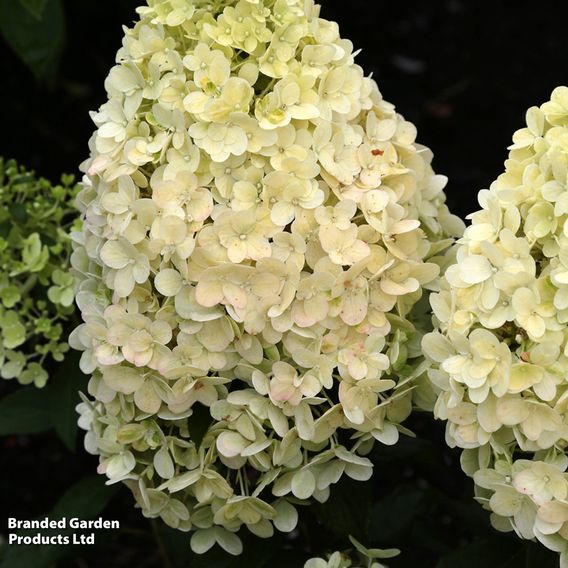 Hydrangea paniculata 'Magical Matterhorn'