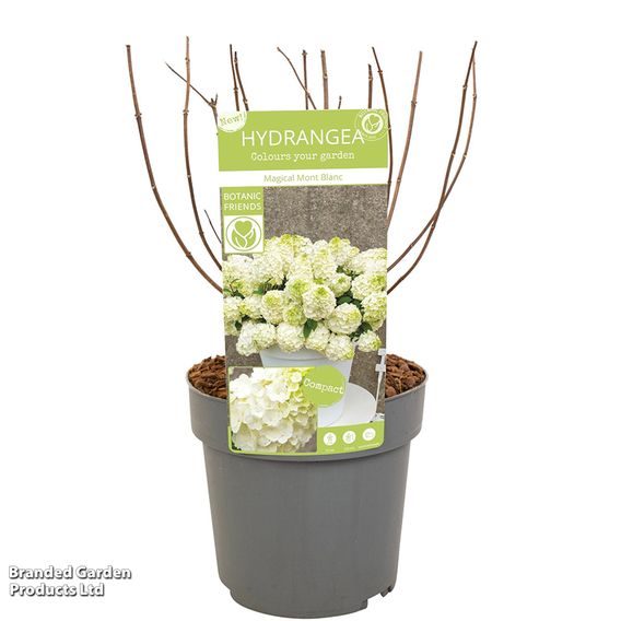 Hydrangea paniculata 'Magical Mont Blanc'