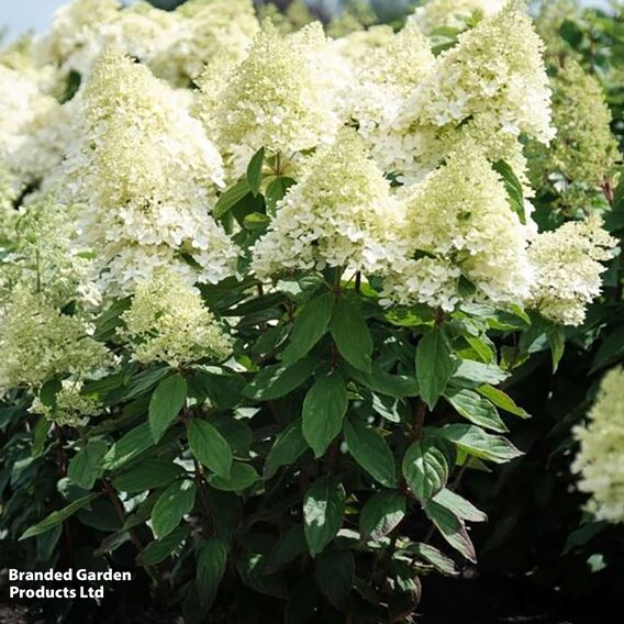 Hydrangea paniculata 'Magical Summer'