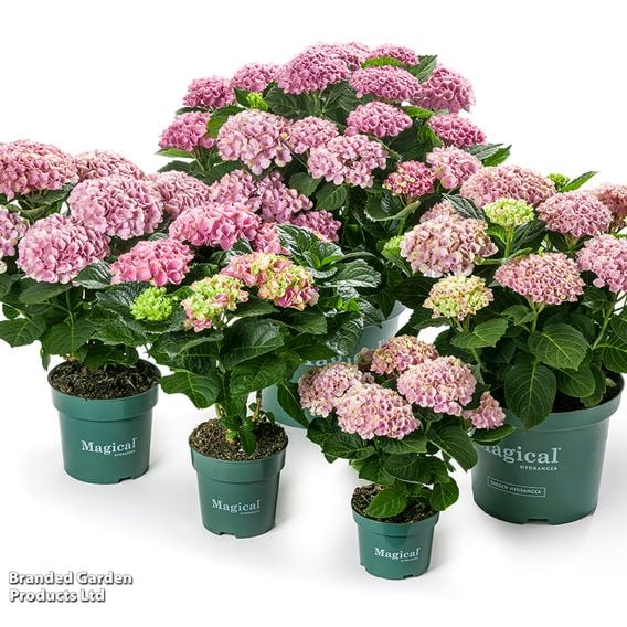 Hydrangea macrophylla 'Magical Evolution' (Indoor)