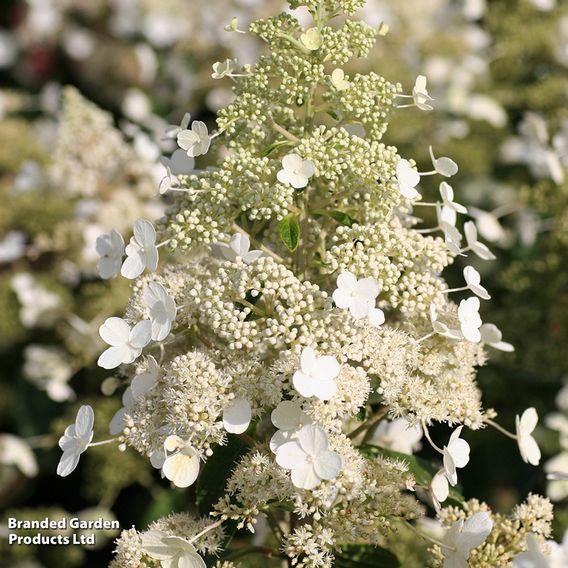 Hydrangea paniculata 'Magical Himalaya'