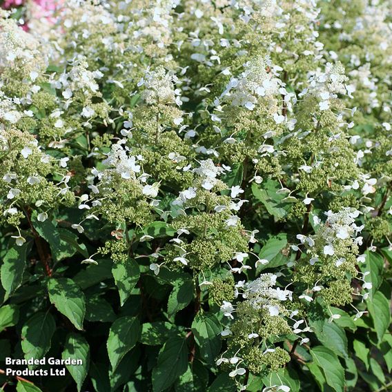 Hydrangea paniculata 'Magical Himalaya'