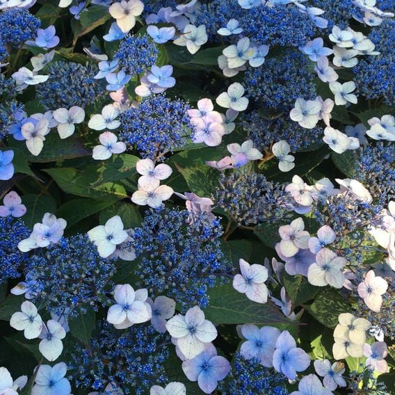 Hydrangea serrata 'Magic Pillow'