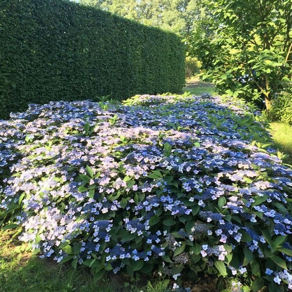 Hydrangea serrata 'Magic Pillow'
