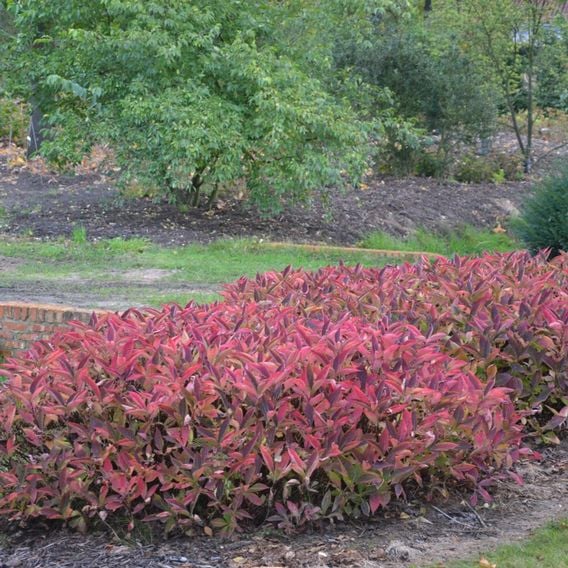 Hydrangea serrata 'Magic Pillow'