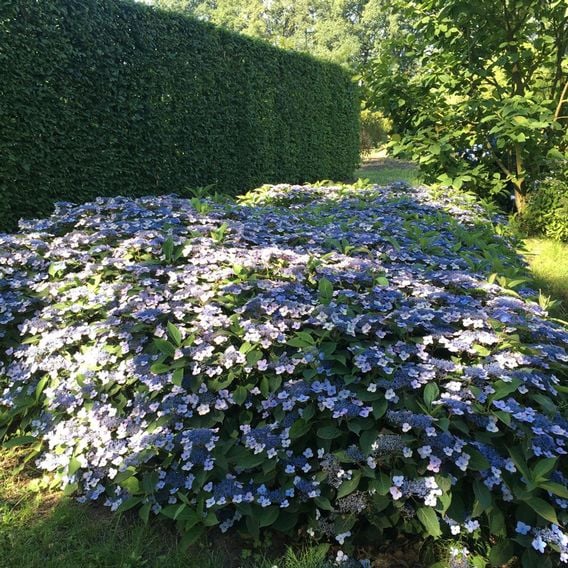 Hydrangea serrata 'Magic Pillow'