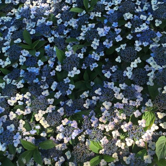 Hydrangea serrata 'Magic Pillow'