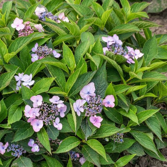 Hydrangea serrata 'Magic Pillow'