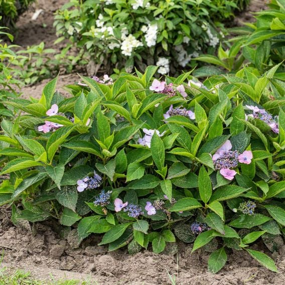 Hydrangea serrata 'Magic Pillow'