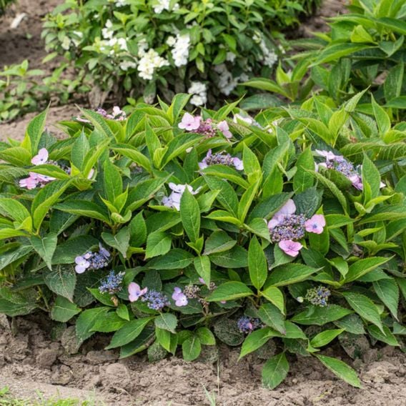 Hydrangea serrata 'Magic Pillow'