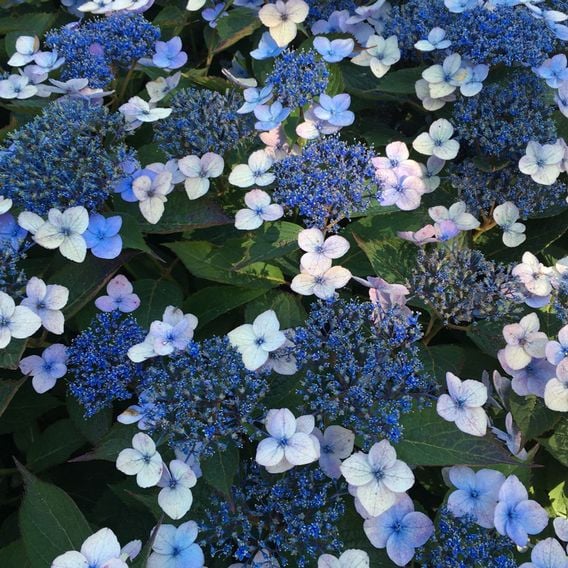 Hydrangea serrata 'Magic Pillow'