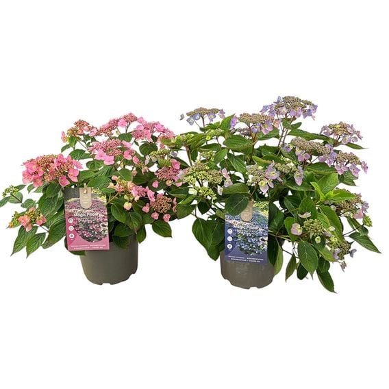 Hydrangea serrata 'Magic Pillow'