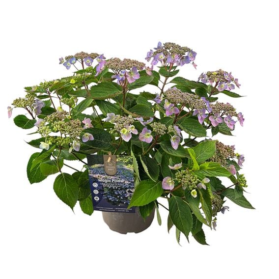 Hydrangea serrata 'Magic Pillow'