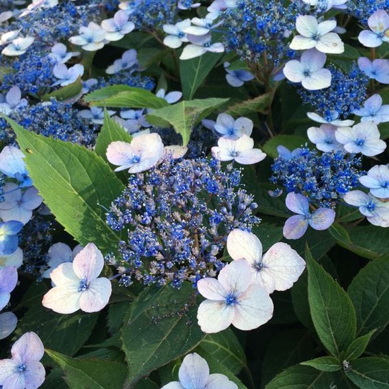 Hydrangea serrata 'Magic Pillow'