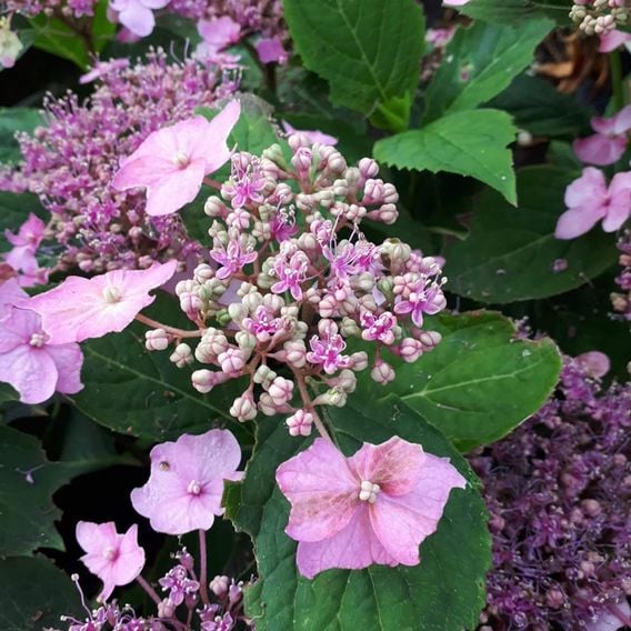 Hydrangea serrata 'Magic Pillow'