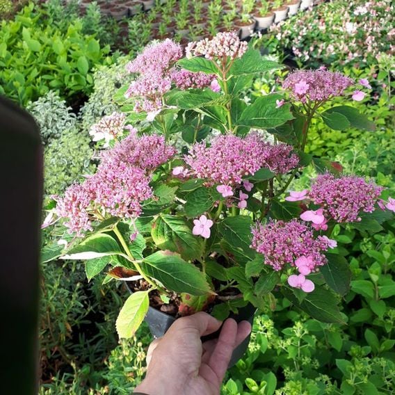 Hydrangea serrata 'Magic Pillow'