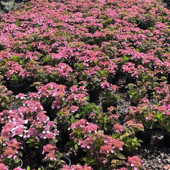 Hydrangea serrata 'Magic Pillow'