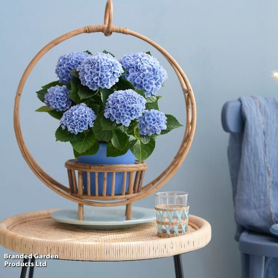 Hydrangea macrophylla 'Magical Revolution' (Indoor)
