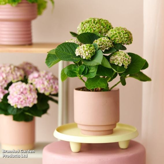 Hydrangea macrophylla 'Magical Revolution' (Indoor)