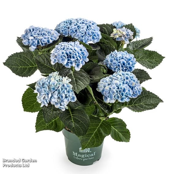 Hydrangea macrophylla 'Magical Revolution' (Indoor)