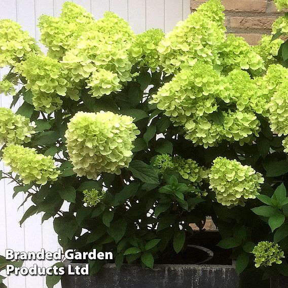 Hydrangea 'Mojito'